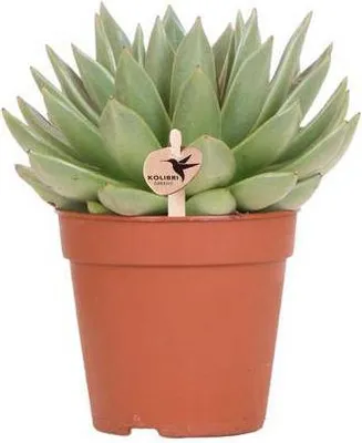 Produktbild von Sukkulente Echeveria Miranda Zimmerpflanze Ø12cm pflegeleicht Grünpflanze Deko
