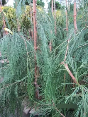 Produktbild von Trauerzypresse Waterfall - Chamaecyparis lawsoniana Waterfall