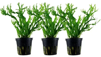 Produktbild von Aquarium Pflanze 3 Stück Microsorum pteropus 'Windelov' AquaOne Nr.308B Set
