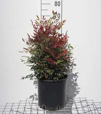 Image de Nandina dom. 'Obsessed'® - Sky bamboo 40- 50 cm - Conteneur