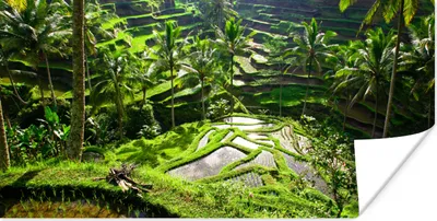Produktbild von MuchoWow® Poster Spektakuläre Reisfelder nördlich von Ubud 120x60 cm - Bild