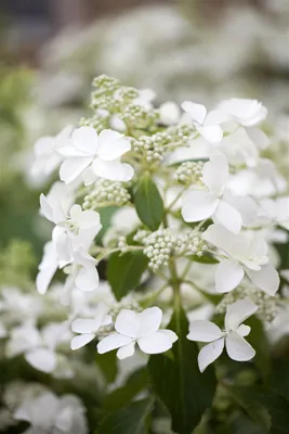 Produktbild von Hydrangea paniculata 'Butterfly', Rispenhortensie, cremeweiß, 40–60 cm