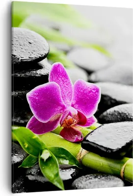 Produktbild von Bild auf Leinwand - Leinwandbild - Einteilig - Pflanze Steine Bambus Spa - 50x70cm - Wand Bild - Wanddeko - Wandbilder - Leinwanddruck - Wanddekoration - Leinwand bilder - Wandbild - PA50x70-2681