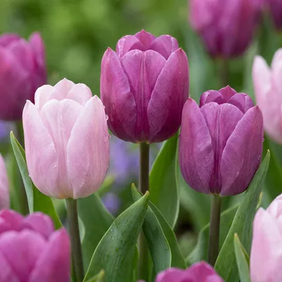 Produktbild von Green boutiQ - 40x Tulipa Prince mix - Tulpe Prince mix - Diverses - Frühlingsblüher - Zwiebelgröße 11/16