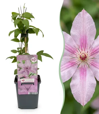 Produktbild von Green boutiQ - 2x Clematis Hagley Hybrid - Waldrebe Hagley Hybrid - Rosa - Kletterpflanze - Ø9cm - ↕35cm, KI-generiertes Bild