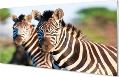 Produktbild von Glasbilder 140x70 Wandkunst Zebra