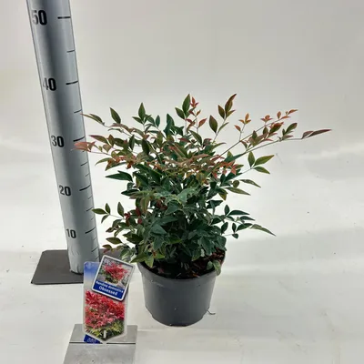 Image de Nandina domestica Obsessed (« Seika » PBR) - Bambou céleste | 20-25 cm en pot