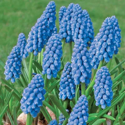 Image de Szafirek arménien bulbes à fleurs 10 pièces
