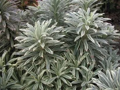 Zdjęcie produktu dla 6 x Euphorbia char. 'Silver Swan'® ('wilcott'®) - wilczomlecz - doniczka 9 x 9 cm
