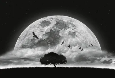 Immagine prodotto di A.S. Création Carta da parati fotografica in tessuto non tessuto Luna e uccelli DD119044 Cielo stellato