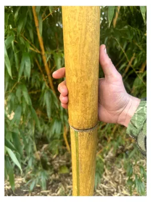 Produktbild von Winterharter Riesenbambus 100 Samen (Bis zu 35 Meter hoch)