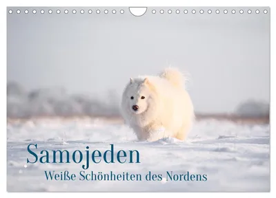 Produktbild von Samojeden - Liebenswerte Fellkugeln (Wandkalender 2027 DIN A4 quer), CALVENDO Monatskalender