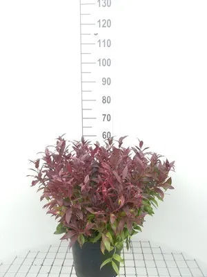 Zdjęcie produktu dla Leucothoe 'Zeblid' ('scarletta') - Traubenheide 40- 50 cm - Pojemnik