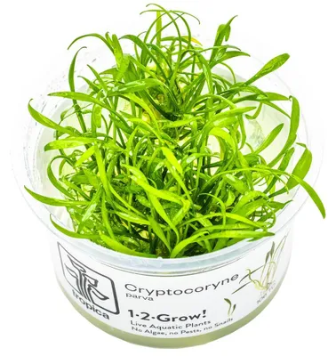 Produktbild von Aquarium Pflanze Cryptocoryne parva Tropica Nr.106 TC in Vitro Wasserpflanze