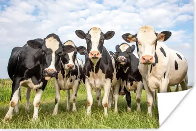 Produktbild von MuchoWow® Poster Kühe - Weide - Tiere - Natur - Gras 180x120 cm - Fotoplakat