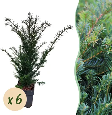 Produktbild von Heckenpflanzen - Taxus baccata - Blatt grün - 6 Pflanzen - 1 laufender Meter - immergrün - 50-60cm - Ø20cm - Gartenpflanze