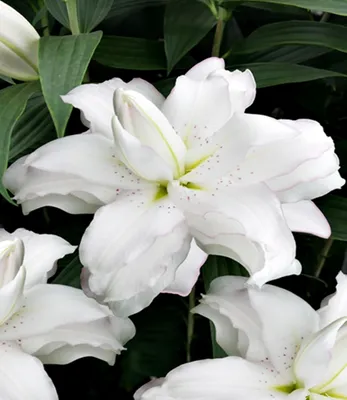 Produktbild von Lilie Blumenzwiebeln Zwiebeln Blumen Orientalische Lilie Lotus Beauty 1 St.