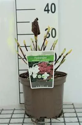 Zdjęcie produktu dla Hydrangea macr. 'Lanarth White' - Hortensja w pojemniku 25-30 cm