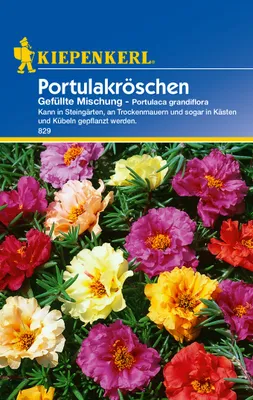 Produktbild von Portulakröschen gefüllte Mischung
