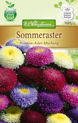 Produktbild von Sommeraster Pompon - Aster | Asternsamen von N.L. Chrestensen