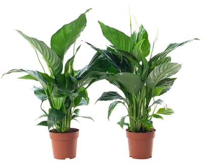 Produktbild von 2er-Set Einblatt 3-5 Blüten/Knospen - pflegeleichte Zimmerpflanze, Spathiphyllum - Höhe ca. 50 cm, Topf-Ø 13 cm