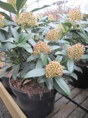 Produktbild von Skimmia japonica Rubesta Giant Pink - Japanische Skimmie - 25-30cm