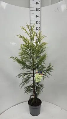 Produktbild von Cryptomeria j. ‘Hongarian Gold’ - Goldene Sicheltanne | 110-120 cm im topf