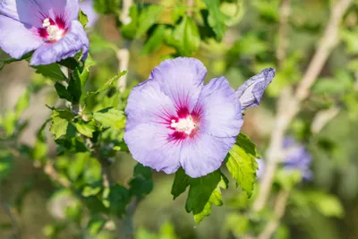Produktbild von Hibiscus syriacus 'Ultramarine', Gartenhibiskus, blau, 60–80 cm