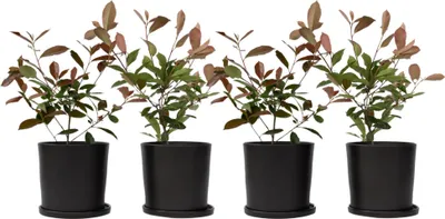 Produktbild von Glanzmispel - 4 Stk - Photinia fraseri 'Red Robin' - Höhe 30-40cm - ⌀17cm