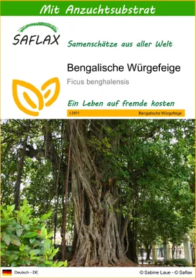 Produktbild von SAFLAX - Bengalische Würgefeige - 20 Samen - Mit keimfreiem Anzuchtsubstrat - Ficus benghalensis