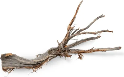 Produktbild von Ghostwood Baum Natur mit Rinde ca. 90cm hoch