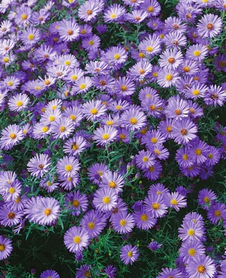 Produktbild von Kissen-Aster Blauer Gletscher, im Topf - Aster dumosus