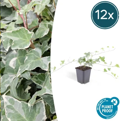 Immagine prodotto di Trendyplants - Hedera helix 'Glacier' - 12 pezzi - Edera colorata - Resistente - Altezza 20-30 cm - Vaso da Ø9cm
