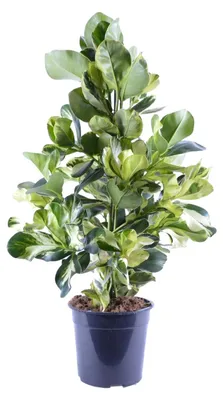 Image de Clusia Rosea White Star - 85-95cm - Ø24cm - Plante d'intérieur - Vert persistant