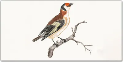 Produktbild von Coloray Bild aus Leinwand 100x50 Leinwand Dekoration - Tier Vogel Zweig