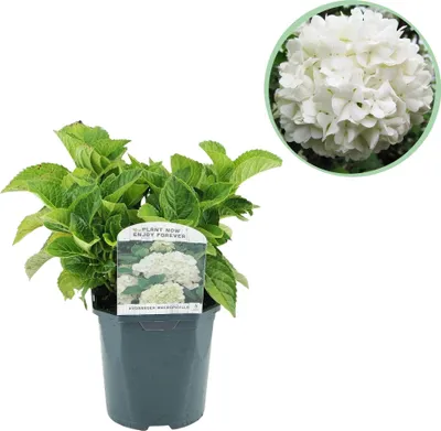 Obrázok produktu pre Hortenzie - Hydrangea macrophylla Biela - Kvetina Biela - Ø17cm - Ø30cm