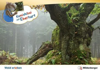 Produktbild von Kamishibai mit Eberhart - Wald erleben - Set