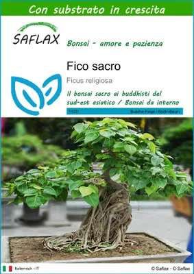 Immagine prodotto di SAFLAX  - Fico sacro - 100 semi - Con substrato - Ficus