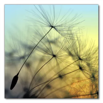 Produktbild von Wallario selbstklebende Möbelfolie/ Tischdecke für Innen und Außen, Größe: 60 x 60 cm - Samen der Pusteblume in Nahaufnahme vor blauem Himmel