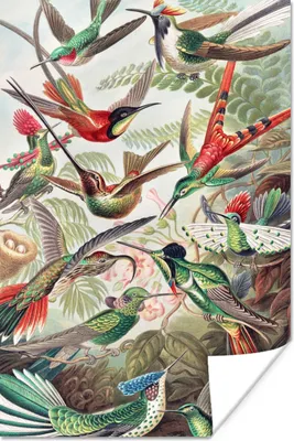 Produktbild von MuchoWow® Poster Kolibri - Vintage - Ernst Haeckel - Vogel - Kunst - Natur 120x180 cm - Kunstposter
