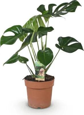 Zdjęcie produktu dla Monstera Deliciosa – zielona – 21 cm – wysokość 70–80 cm – łatwa w pielęgnacji tropikalna roślina doniczkowa do pomieszczeń mieszkalnych – ozdobne, duże liście