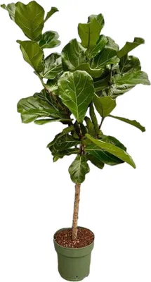 Produktbild von Famanu Ficus Lyrata Stamm - 160 cm - Ø27