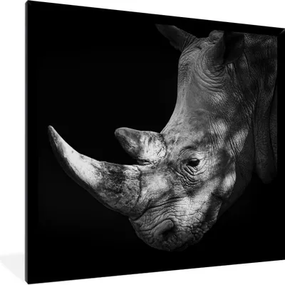 Produktbild von MuchoWow® Gerahmtes Poster Rhinozeros - Tier - Licht 40x40 cm - Poster mit Schwarzem Bilderrahmen Wandposter Rahmen Foto Bilder - Mit Rahmen - Wanddekoration Schlafzimmer