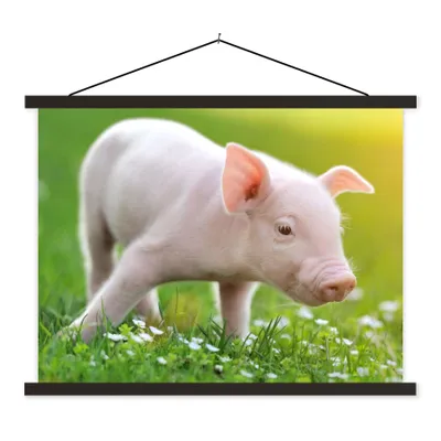 Produktbild von MuchoWow® Textilposter Tiere - Ferkel - Schwein 120x90 cm mit schwarzem Rahmen - Aufhänger für Poster