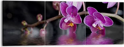 Produktbild von Bild auf Leinwand - Leinwandbild - Asien exotisch orchidee blume - 150x50cm - Wand Bild - Wanddeko - Leinwanddruck - Bilder - Kunstdruck - Wanddekoration - Leinwand bilder - Wandkunst - CA150x50-2312