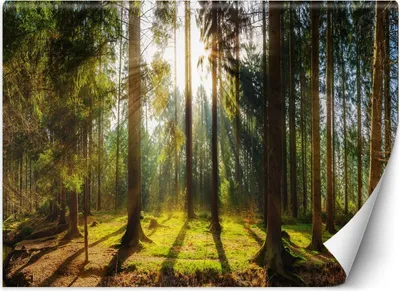 Produktbild von Vlies fototapete Wald im Sonnenschein Naturlandschaft 368x254 cm Feeby Grün inkl. Kleber einfache Montage