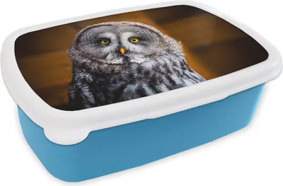 Produktbild von KitchenYeah® Lunchbox Brotzeit Brotdose 17x11 cm Porträt des Lapplandkauzes Kinder Brotzeitdose - Lunch - Kunststoff  - Brotbüchse - Sandwichbox - Lunchbox für Kinder