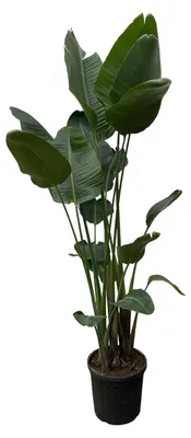 Produktbild von Strelitzia Nicolai XXL - 220-250cm - Ø30-50cm - Zimmerpflanze - Immergrün