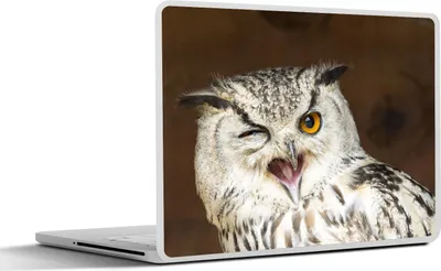 Produktbild von MuchoWow® Laptop Aufkleber Sticker Cover Diese braune Eule zwinkert der Kamera zu 30x22 cm - Laptop-Sticker
