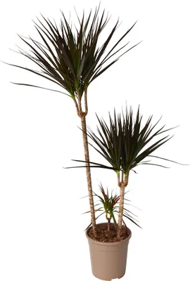 Euphorbia Acrurensis Kaktus 80cm - Westernkaktus Im Produktbild-Vorschau 12